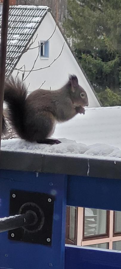 FeWo Harz Haennig 1 Wieda Zewnętrze zdjęcie