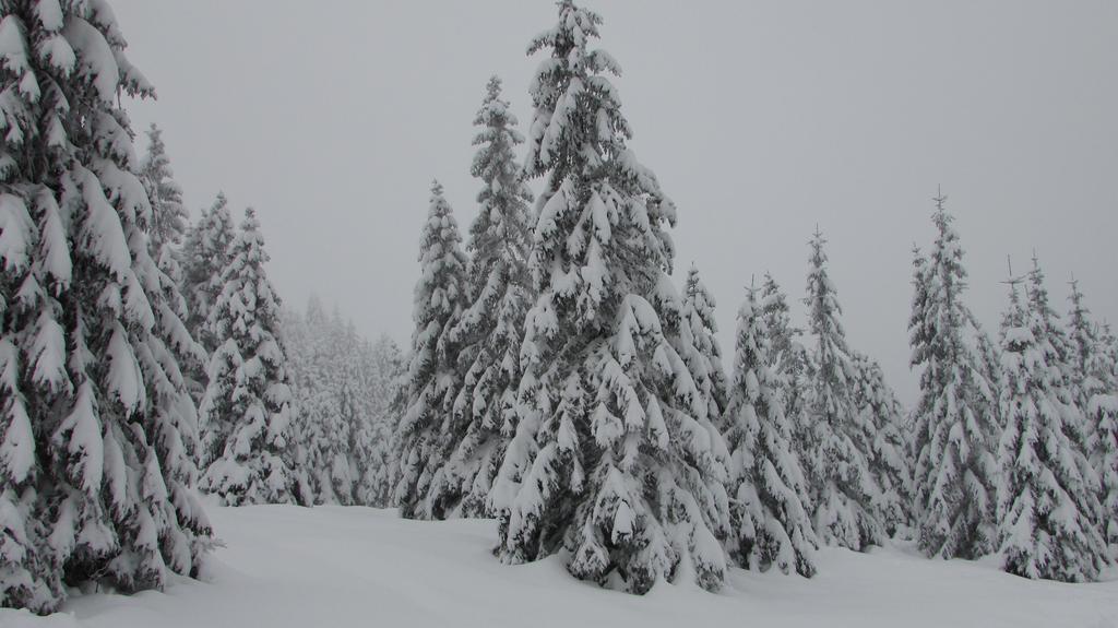 FeWo Harz Haennig 1 Wieda Zewnętrze zdjęcie