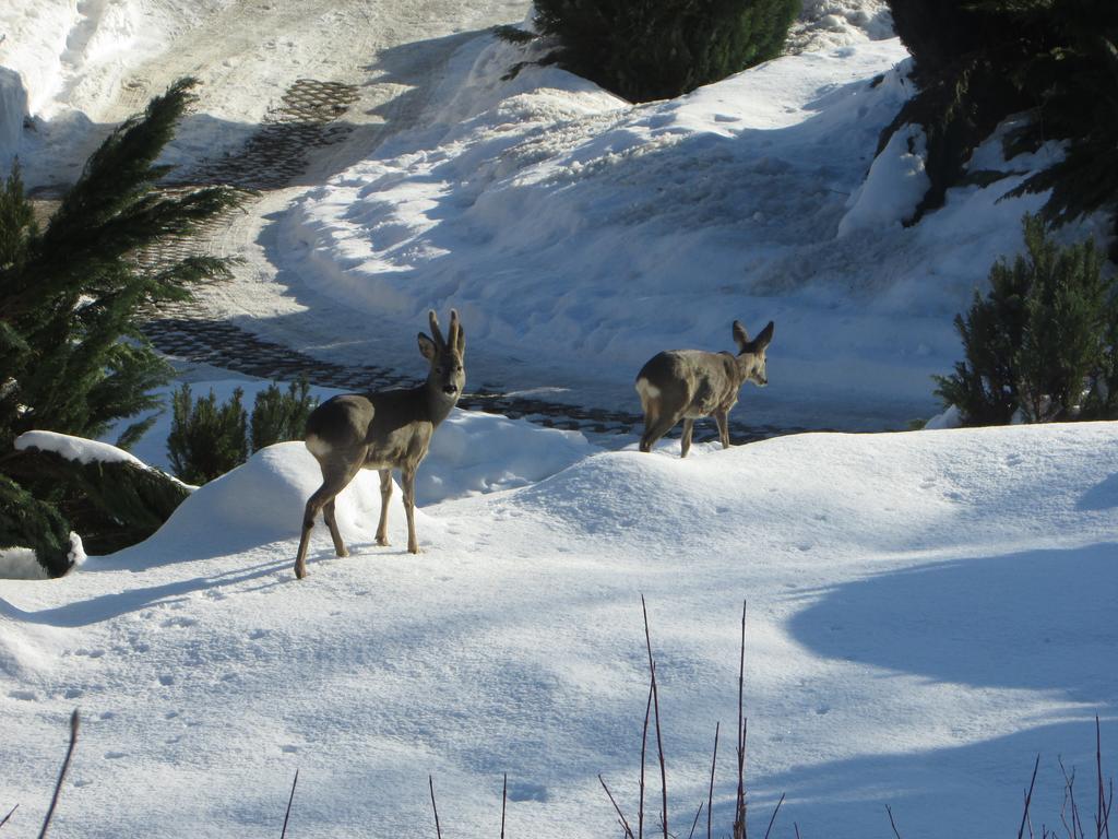 FeWo Harz Haennig 1 Wieda Zewnętrze zdjęcie